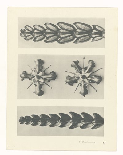 planlegge studie Archetypes of Art (serietittel) av Karl Blossfeldt