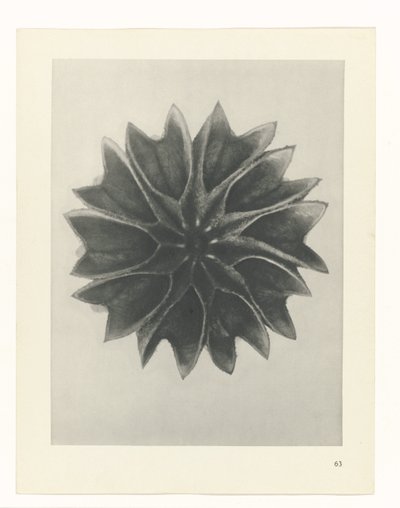 planlegge studie Archetypes of Art (serietittel) av Karl Blossfeldt