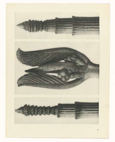 planlegge studie Archetypes of Art (serietittel) av Karl Blossfeldt