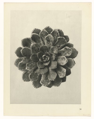 planlegge studie Archetypes of Art (serietittel) av Karl Blossfeldt