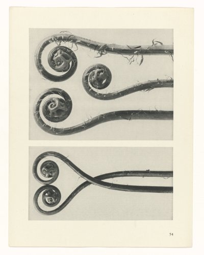 planlegge studie Archetypes of Art (serietittel) av Karl Blossfeldt