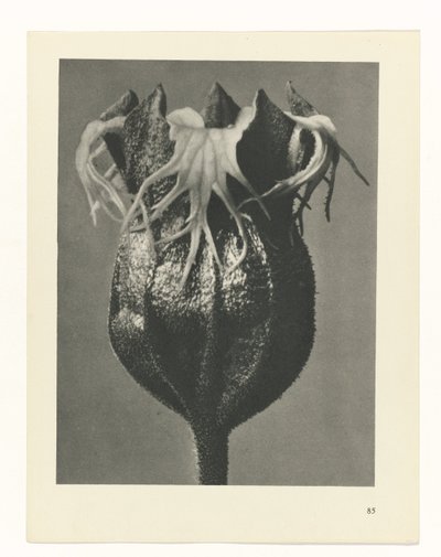 Planstudie Urformen der Kunst (serietittel) av Karl Blossfeldt