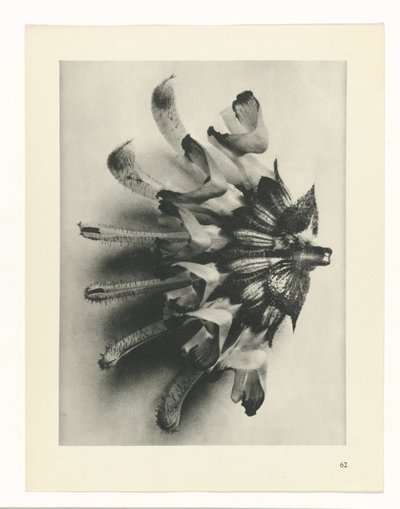 planlegge studie Archetypes of Art (serietittel) av Karl Blossfeldt