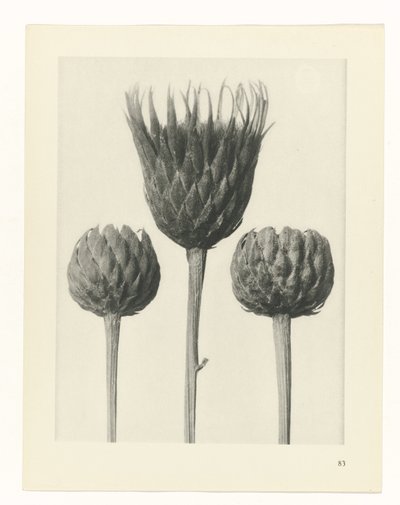planlegge studie Archetypes of Art (serietittel) av Karl Blossfeldt
