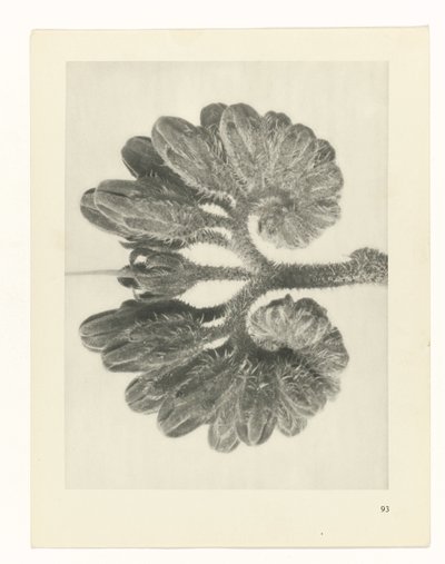 planlegge studie Archetypes of Art (serietittel) av Karl Blossfeldt
