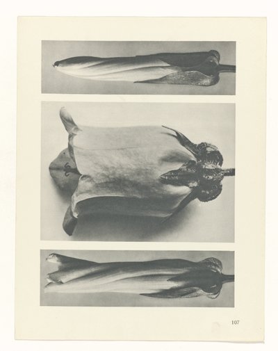 planlegge studie Archetypes of Art (serietittel) av Karl Blossfeldt