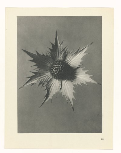 planlegge studie Archetypes of Art (serietittel) av Karl Blossfeldt