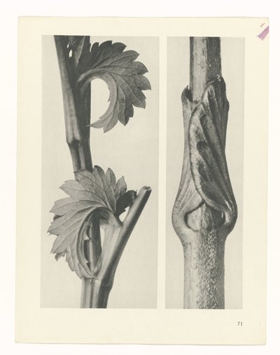 planlegge studie Archetypes of Art (serietittel) av Karl Blossfeldt