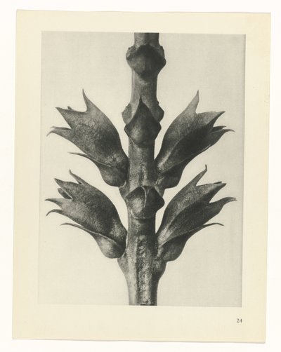 planlegge studie Archetypes of Art (serietittel) av Karl Blossfeldt