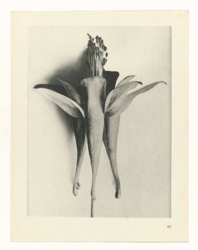 Planstudie Urformen der Kunst (serietittel) av Karl Blossfeldt