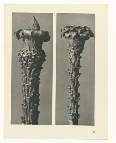 planlegge studie Archetypes of Art (serietittel) av Karl Blossfeldt