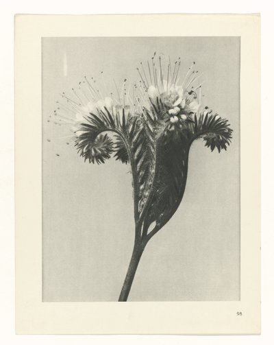 Planstudie Urformen der Kunst (serietittel) av Karl Blossfeldt