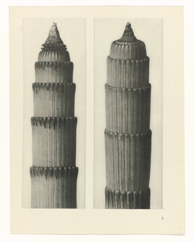 planlegge studie Archetypes of Art (serietittel) av Karl Blossfeldt