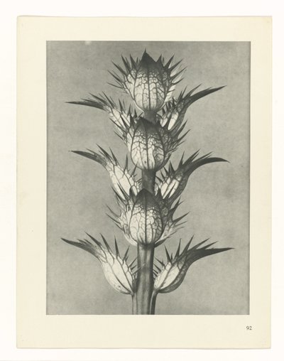 planlegge studie Archetypes of Art (serietittel) av Karl Blossfeldt