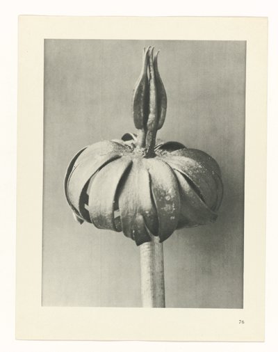 Planstudie Urformen der Kunst (serietittel) av Karl Blossfeldt