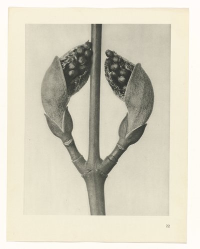 planlegge studie Archetypes of Art (serietittel) av Karl Blossfeldt