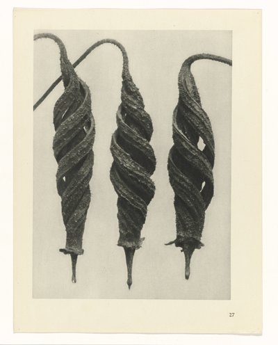 planlegge studie Archetypes of Art (serietittel) av Karl Blossfeldt