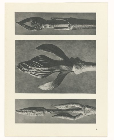 planlegge studie Archetypes of Art (serietittel) av Karl Blossfeldt