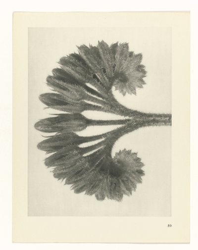 planlegge studie Archetypes of Art (serietittel) av Karl Blossfeldt