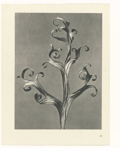 planlegge studie Archetypes of Art (serietittel) av Karl Blossfeldt