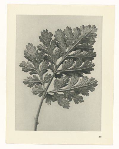 planlegge studie Archetypes of Art (serietittel) av Karl Blossfeldt