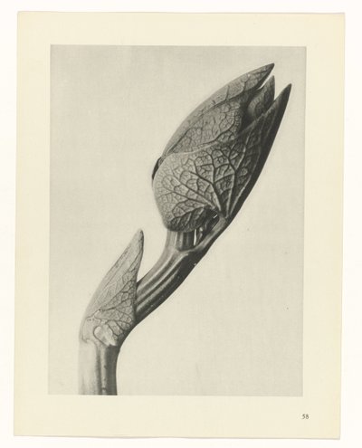 planlegge studie Archetypes of Art (serietittel) av Karl Blossfeldt