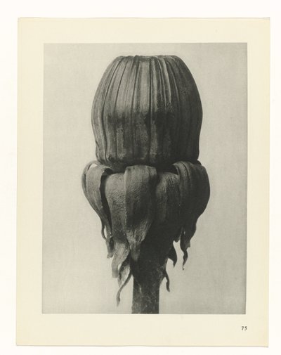 planlegge studie Archetypes of Art (serietittel) av Karl Blossfeldt