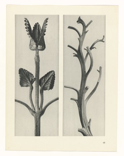 planlegge studie Archetypes of Art (serietittel) av Karl Blossfeldt