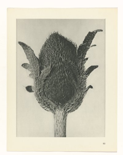 planlegge studie Archetypes of Art (serietittel) av Karl Blossfeldt