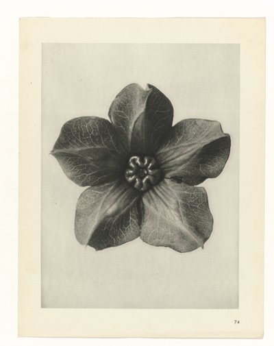 Planstudie Urformen der Kunst (serietittel) av Karl Blossfeldt