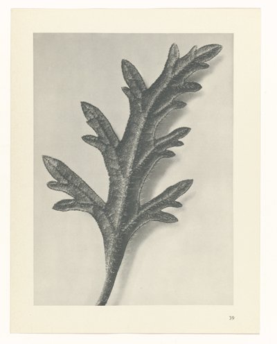 planlegge studie Archetypes of Art (serietittel) av Karl Blossfeldt
