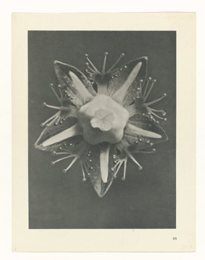 planlegge studie Archetypes of Art (serietittel) av Karl Blossfeldt
