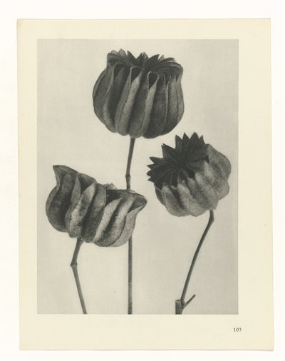 planlegge studie Archetypes of Art (serietittel) av Karl Blossfeldt
