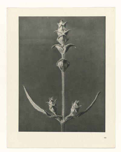planlegge studie Archetypes of Art (serietittel) av Karl Blossfeldt