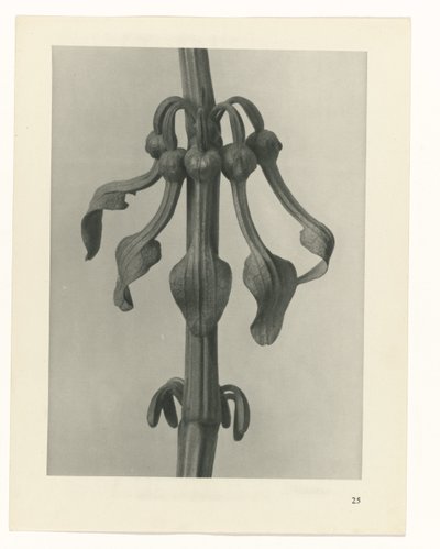 planlegge studie Archetypes of Art (serietittel) av Karl Blossfeldt