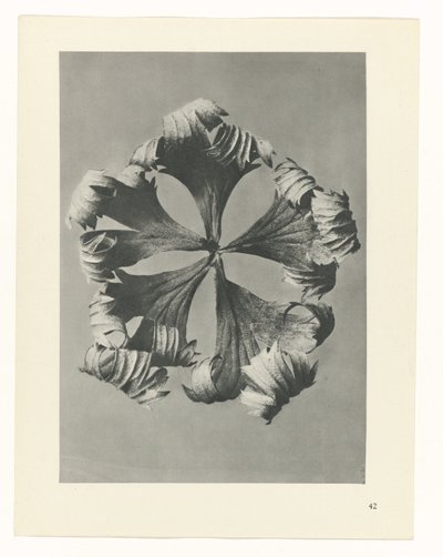 planlegge studie Archetypes of Art (serietittel) av Karl Blossfeldt