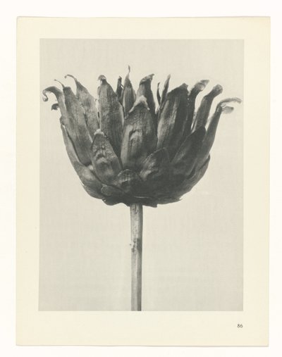 planlegge studie Archetypes of Art (serietittel) av Karl Blossfeldt