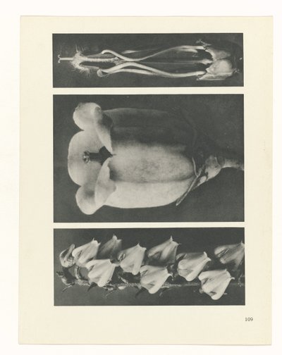 Planstudie Urformen der Kunst (serietittel) av Karl Blossfeldt