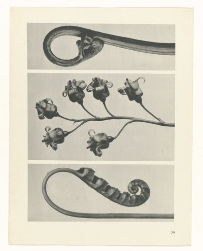 planlegge studie Archetypes of Art (serietittel) av Karl Blossfeldt