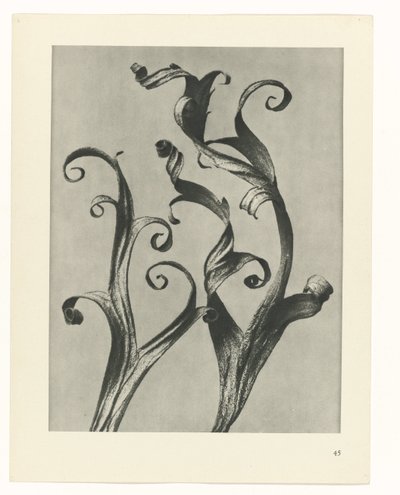 planlegge studie Archetypes of Art (serietittel) av Karl Blossfeldt