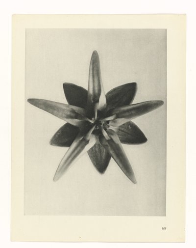 planlegge studie Archetypes of Art (serietittel) av Karl Blossfeldt
