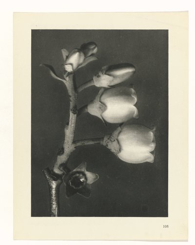 planlegge studie Archetypes of Art (serietittel) av Karl Blossfeldt