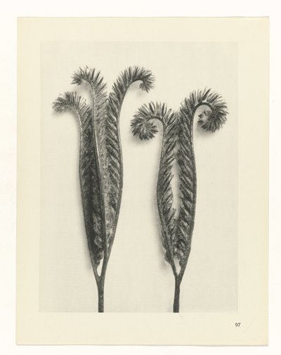 planlegge studie Archetypes of Art (serietittel) av Karl Blossfeldt