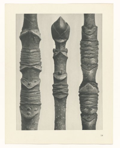 planlegge studie Archetypes of Art (serietittel) av Karl Blossfeldt