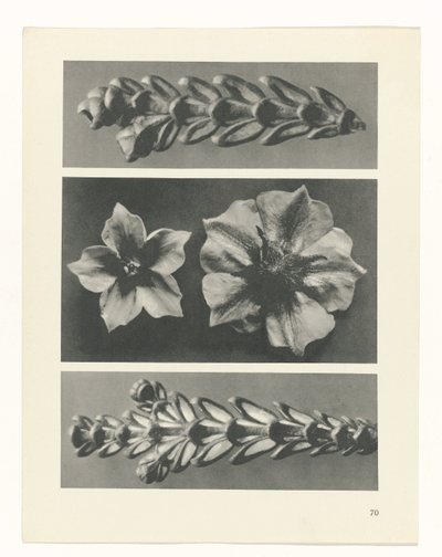 planlegge studie Archetypes of Art (serietittel) av Karl Blossfeldt