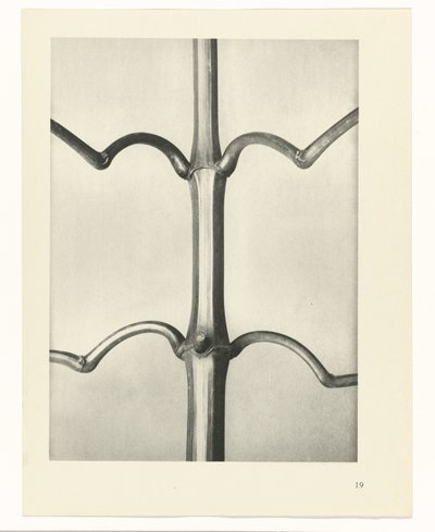 planlegge studie Archetypes of Art (serietittel) av Karl Blossfeldt