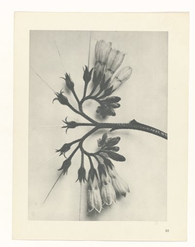 planlegge studie Archetypes of Art (serietittel) av Karl Blossfeldt