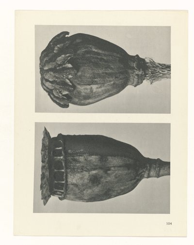 planlegge studie Archetypes of Art (serietittel) av Karl Blossfeldt