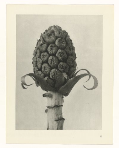 planlegge studie Archetypes of Art (serietittel) av Karl Blossfeldt