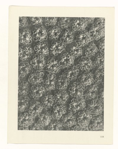 planlegge studie Archetypes of Art (serietittel) av Karl Blossfeldt